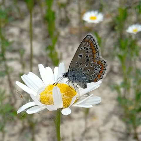 P. icarus o P. bellargus?  Polyommatus  icarus !